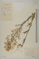 加拿大蓬藏品圖，第1張