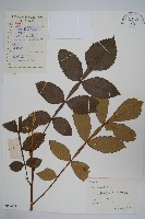 鹽膚木藏品圖，第1張