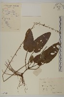 香鬼督郵藏品圖，第1張