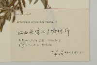 林艾蒿藏品圖，第3張