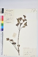 唐杜鵑、大屯杜鵑、中原氏杜鵑藏品圖，第1張