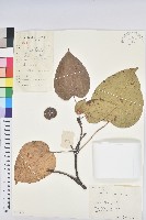 油桐藏品圖，第1張