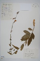 杏葉沙參藏品圖，第1張