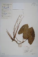 細辛藏品圖，第1張