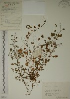 酢漿草藏品圖，第1張