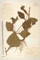 豨簽藏品圖，第1張