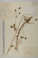 鬼針舅藏品圖，第1張