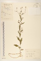 雞兒腸藏品圖，第1張