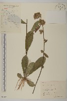 柔毛艾納香藏品圖，第1張