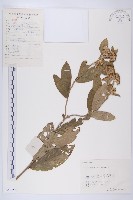 羊耳菊藏品圖，第1張