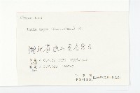 羊耳菊藏品圖，第3張
