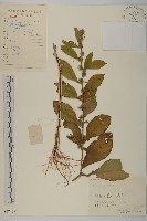 天名精藏品圖，第1張