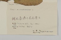 天名精藏品圖，第3張