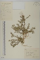 石胡荽、吐金草藏品圖，第1張