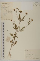 大狼把草藏品圖，第1張