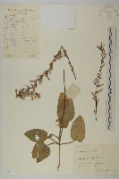 香鬼督郵藏品圖，第1張