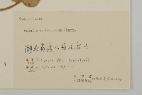 香鬼督郵藏品圖，第3張