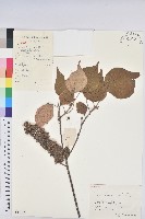 登錄號:S057475藏品圖，第1張