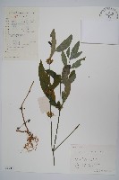 柳葉水蓑衣藏品圖，第1張