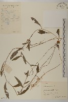 小葉一點紅藏品圖，第1張