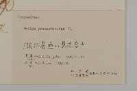 小葉一點紅藏品圖，第3張