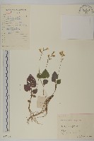 阿里山鬼督郵藏品圖，第1張