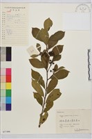 鈍齒鼠李藏品圖，第2張