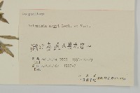 艾蒿藏品圖，第3張