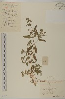 鱧腸藏品圖，第1張