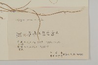 鱧腸藏品圖，第3張