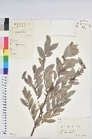 紅毛饅頭果藏品圖，第1張