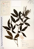 黃荊藏品圖，第1張