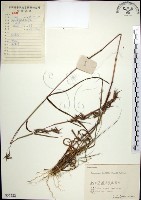 扭鞘香茅藏品圖，第1張