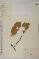 過山楓藏品圖，第1張