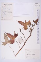 甘藷、地瓜藏品圖，第1張