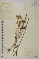 微糙三脈紫菀藏品圖，第1張