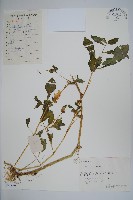 牯嶺鳳仙花藏品圖，第1張