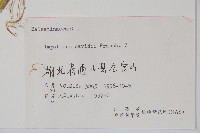 牯嶺鳳仙花藏品圖，第2張