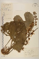 狹苞橐吾藏品圖，第1張