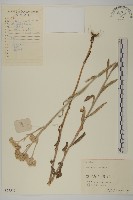 香青藏品圖，第1張