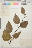 拐棗、枳椇藏品圖，第1張