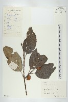 浙江柿藏品圖，第1張