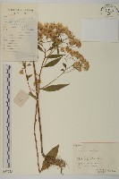 山白蘭藏品圖，第1張