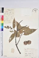 板栗藏品圖，第1張