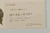 哥蘭葉藏品圖，第3張