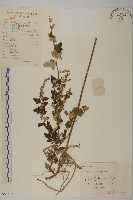 魁蒿藏品圖，第1張