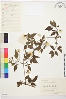 小木通藏品圖，第2張