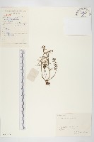 薄葉苞景天藏品圖，第1張