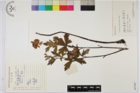 烏頭藏品圖，第1張