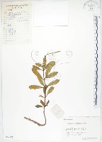 石吊蘭、吊石苣苔藏品圖，第1張